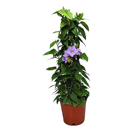 Thumbergia, Enredadera Flor Lila