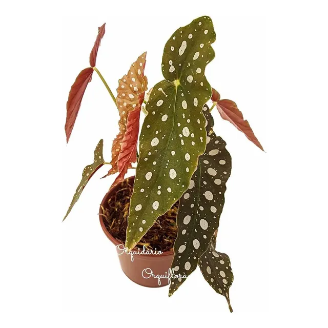 Muda De Begonia Maculata Planta Natural Exótica