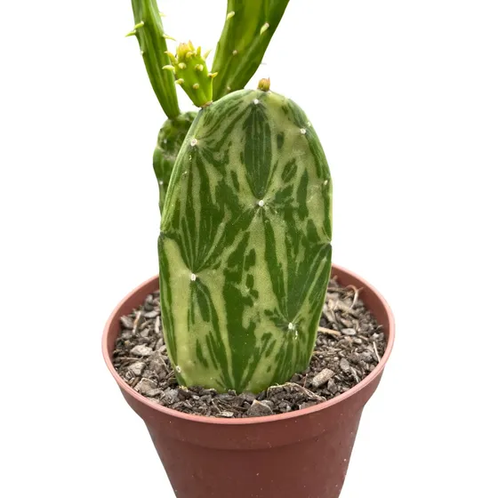 Muda Cactos Palma Variegata Cactos Raros Sol Pleno