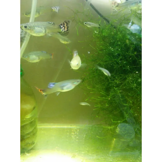 Peces Guppy O Lebistes Hembras
