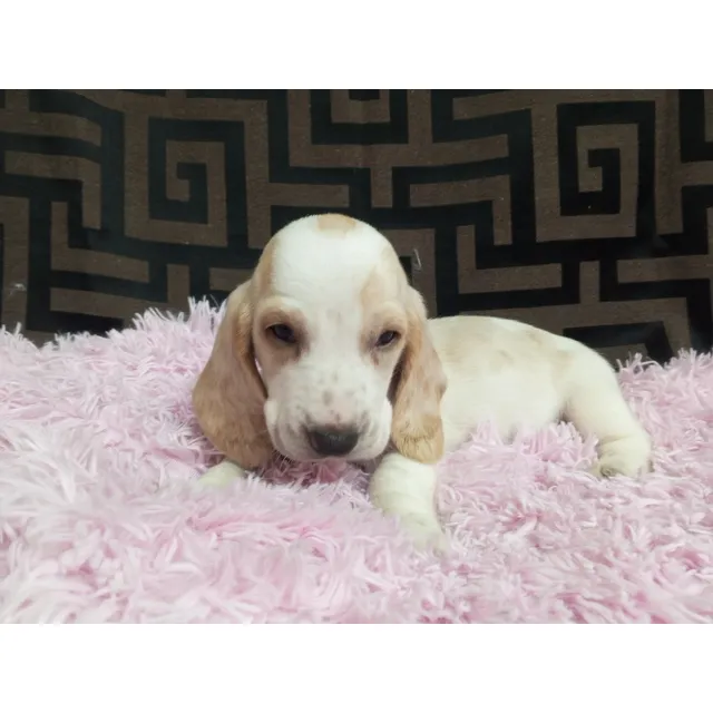 Cachorra Bassethound