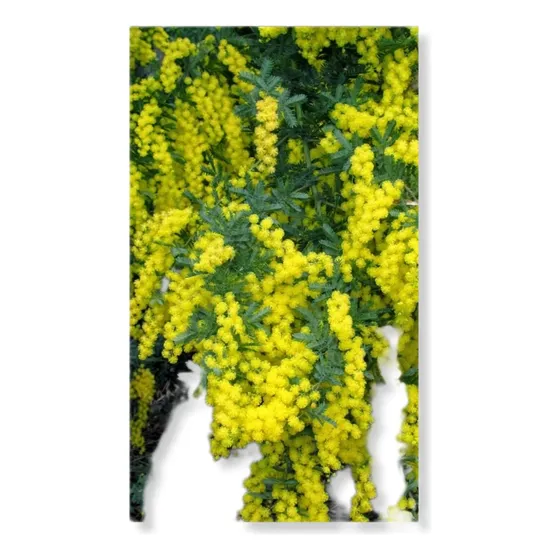Acacia Aromo Dealbata Árbol De 1 Mt !!!