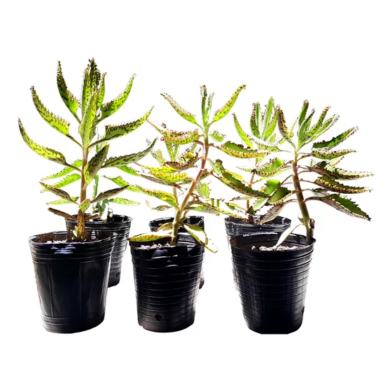 Kalanchoe Medicinal Daigremontiana, Enviamos Por Dac