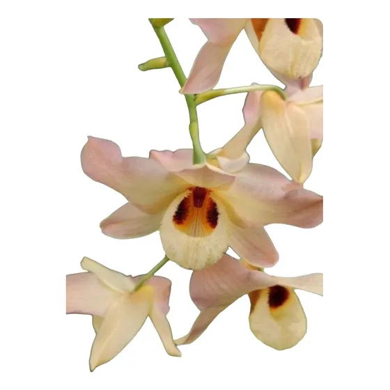 Orquídea Dendrobiums Moschatum Adulta