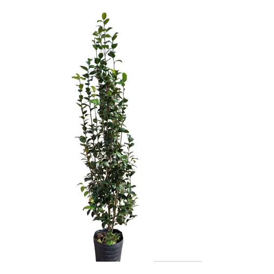 Planta Camelia 