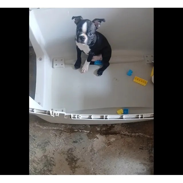 Boston Terrier Macho Solo 1 Disponible. Valencia. Miniatura