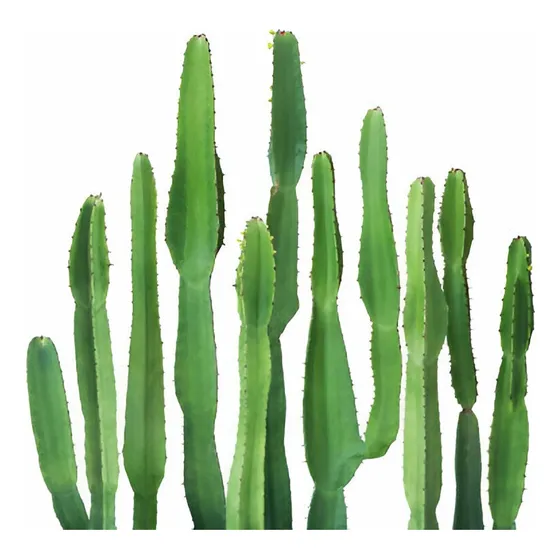 Euphorbia Candelabrum Cactus 1m - 1 Planta Gratis A Rm