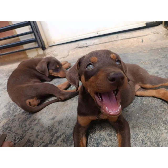Cachorros Doberman Leer Donde Dice Descripcion