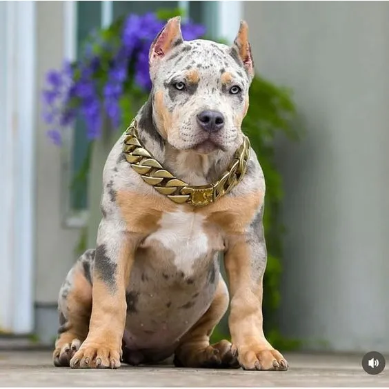 Cachorros Pitbull Blue Merle Perros Colombia Bogotá