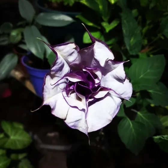 10 Semillas De Datura Mettel ,brugmacia, Floripondio Violeta