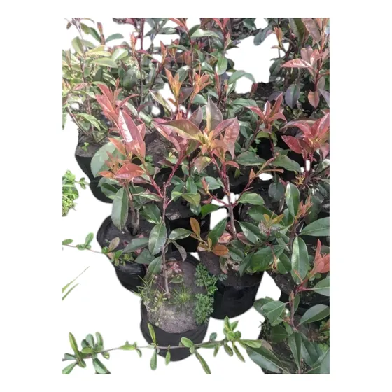 Photinia Fraseri - Planta Pleno Sol Ideal Cerco - M 4 Lts