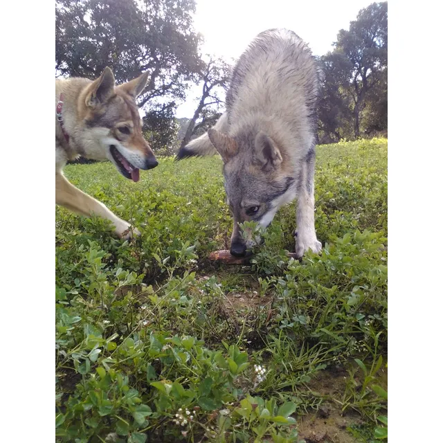 Oportunidad Perro Lobo Checoslovaco 11meses