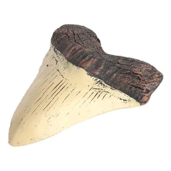 Diente De Megalodon, Fósil, Diente Gigante, Representante De