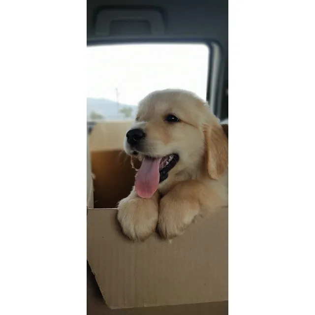 Cachorras Golden Retriever Expectacular. Padres Inscritos