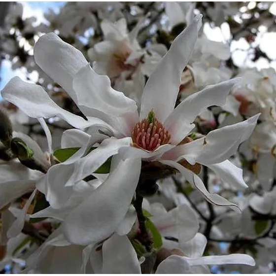 Magnolia Borealis Flor Perfumada Sementes P/ Mudas E Bonsai