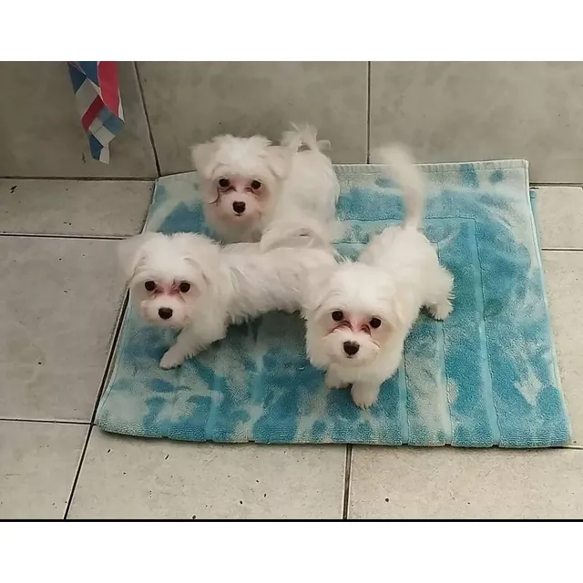 Cachorros Maltes Mini Americanos Hembras