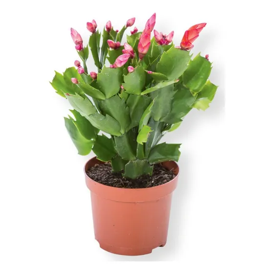 Planta De Santa Teresita Suculenta Cactus Flor Deco Vintage 
