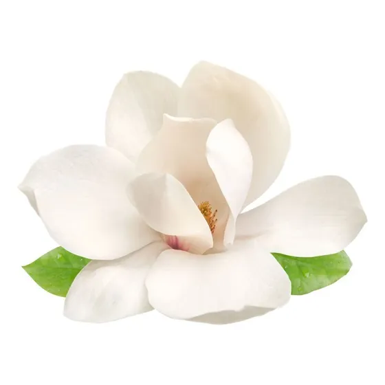 Magnolio Grandiflora 1 Metro Gratis A Rm No Envio A Regiones