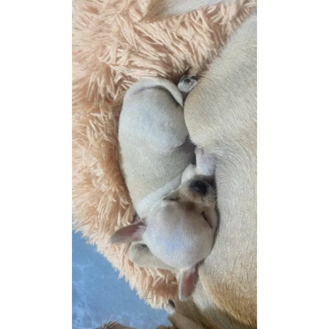 Chihuahua Cabeza De Manzana