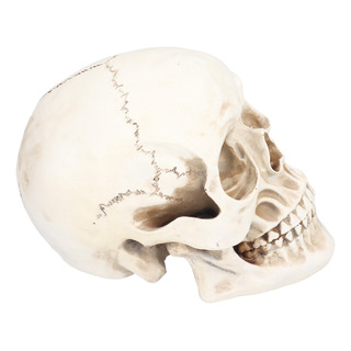 Adorno Decorativo De Resina Con Modelo De Calavera De Animal Adorno Decorativo De Resina Con Modelo De Calavera De Animal