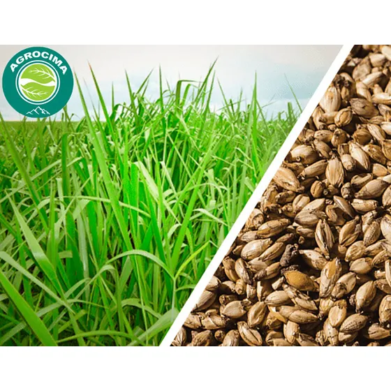Semilla De Pasto Brachiaria Brizanta Marandu Certificada 5kg