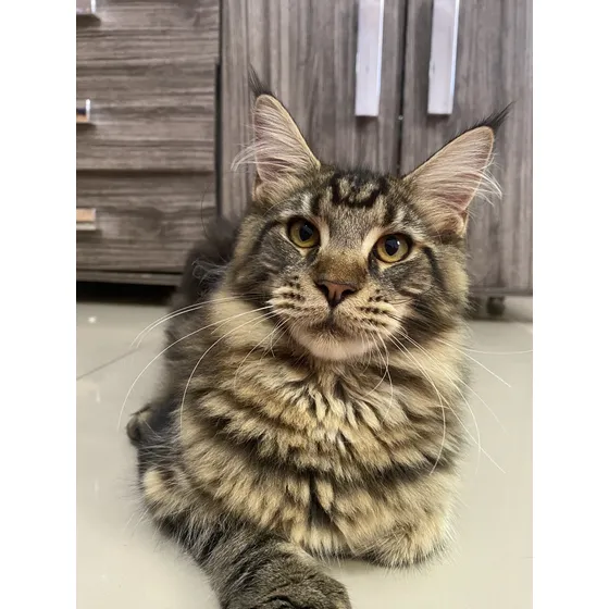 Filhotes Maine Coon Inteiros (gatil Saymon Cats)