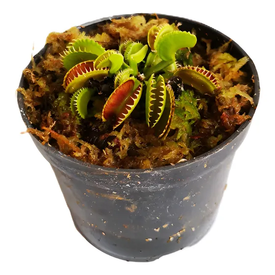 Planta Carnívora Venus Atrapamoscas Dente - Dentate