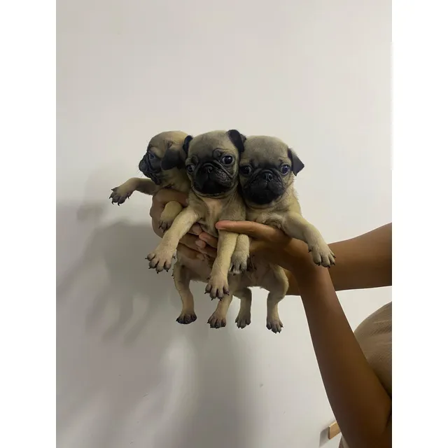 Cachorros Machos Pug Carlino