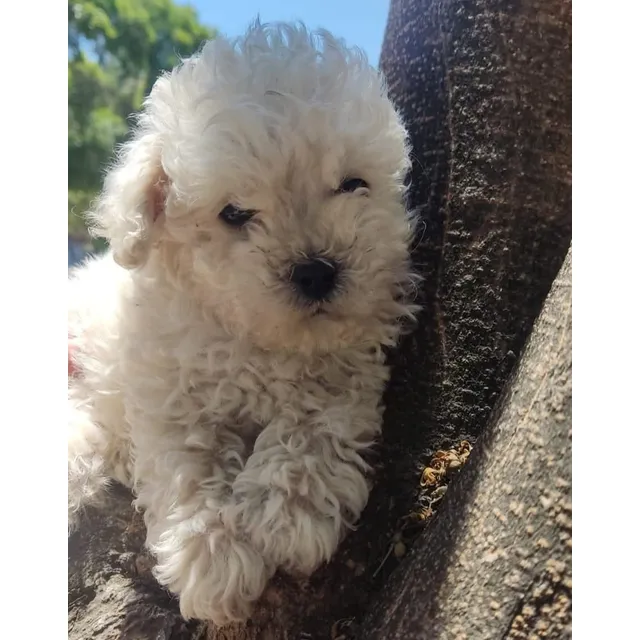 Cachorros French Poodle