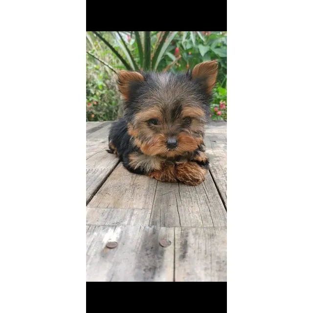 Cachorro Yorkie York Shire Terrier Tea Cup Yorqui Yorki