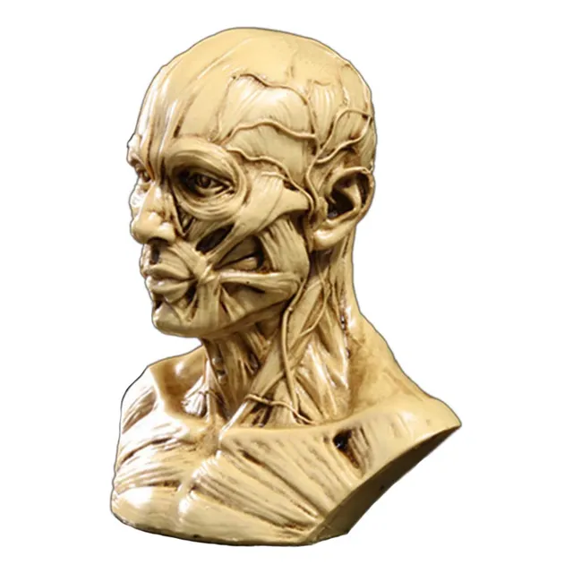 Cabezal Craneo Anatomia Portatil 4  Hueso Muscular Estudio
