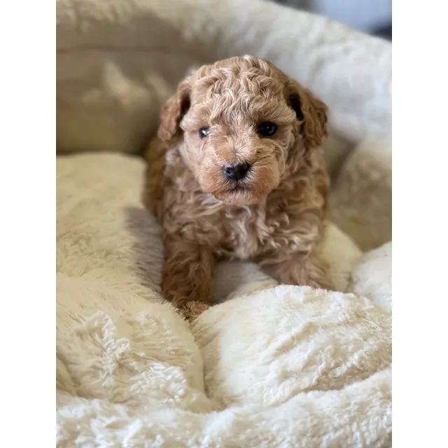 Poodle Toy Apricot Hermosos