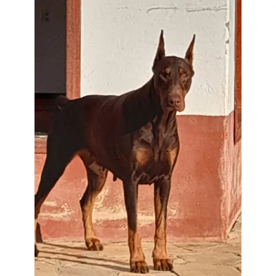Filhote De Dobermannn Pedigree Cbkc