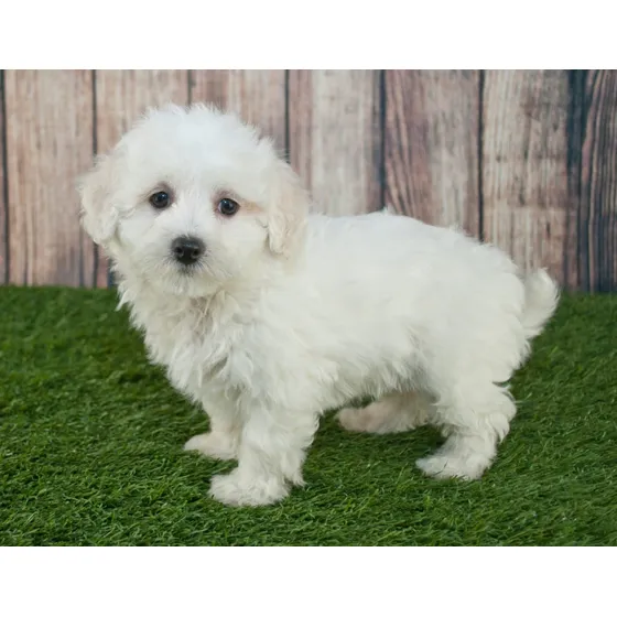 Cachorros Maltipoo Poodle Vacunados Y Desparacitados