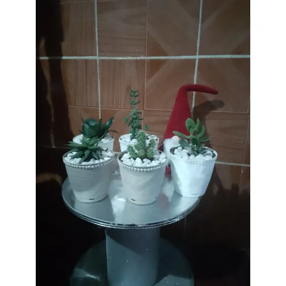 Bellos Cactus, Suculentas Y Más Para Regalar Estás Navidades