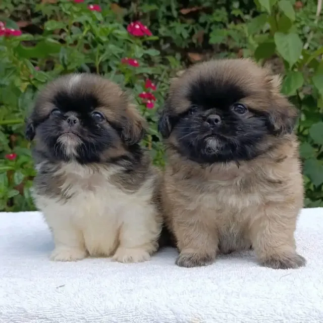 Cachorros Pekinés
