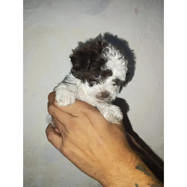 Poodle Mini