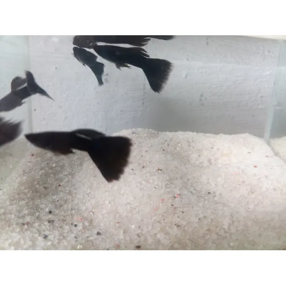 2 Trios Guppys Full Black/ Yellow ( Linhagens)