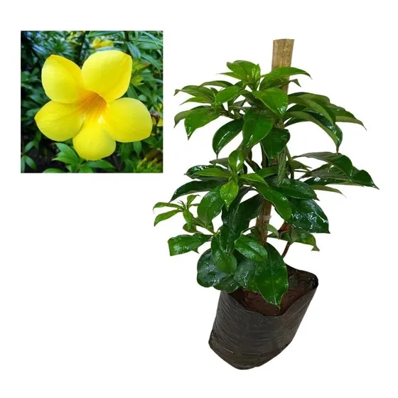 Muda De Alamanda Amarela - Trepadeira