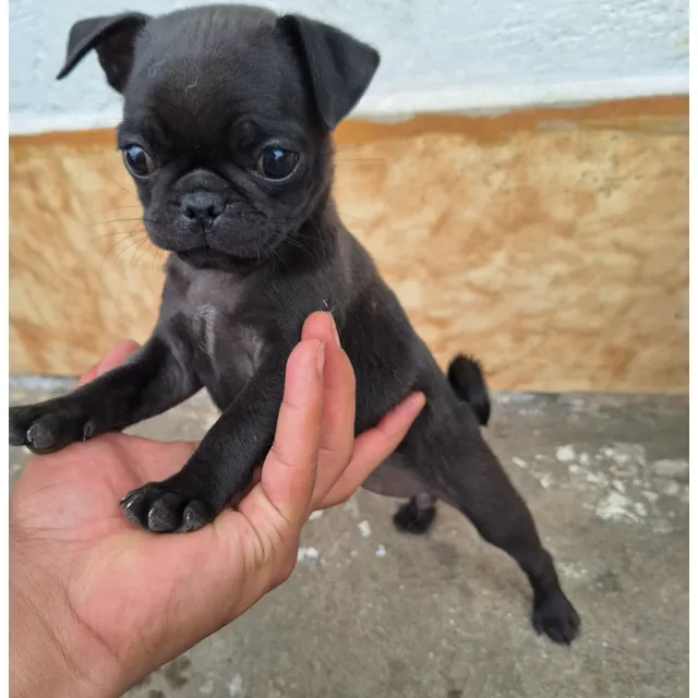 Pug Carlino Mini Raza Pura, Color Beige Y Negro