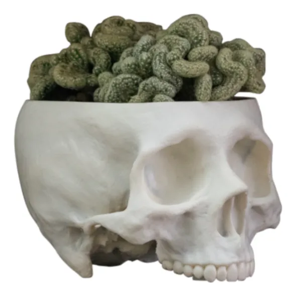 Maceta, Cactus, Suculenta, Planta, Craneo, Calavera