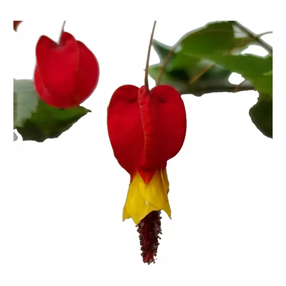Abutilón,  Farolito  (abutilon Megapotanicum) Nativa !