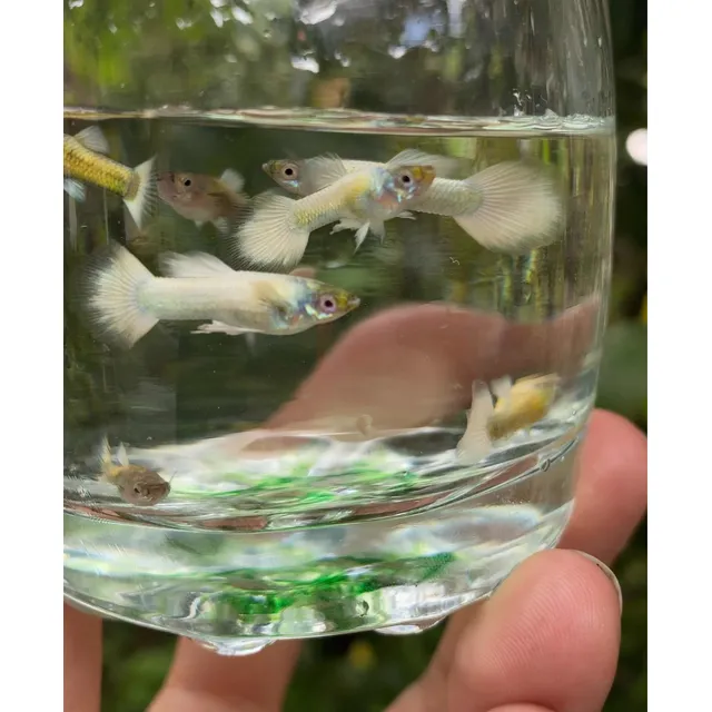 Peces Guppy Platinum White
