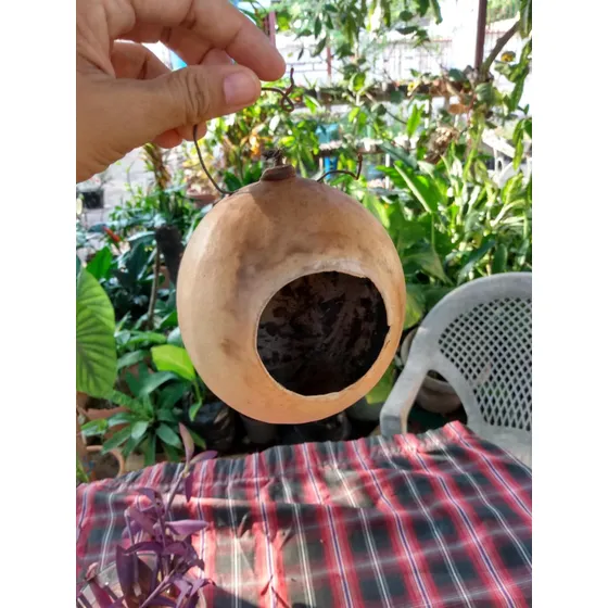 Totuma Casa Pajarito