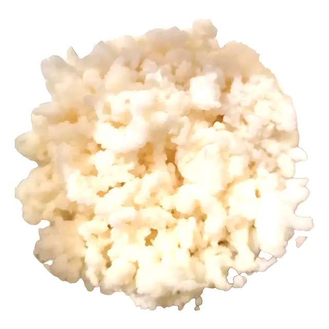 Búlgaros De Leche Premium (gusanitos) Para Kefir 20 Gr +guía