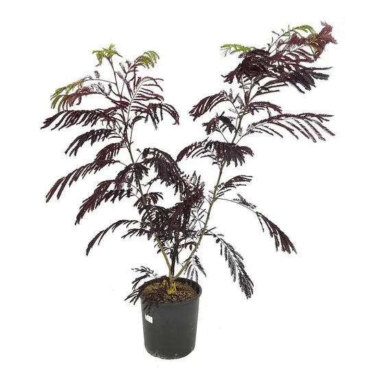 Albizzia Julibrissin (acacia De Constantinopla)