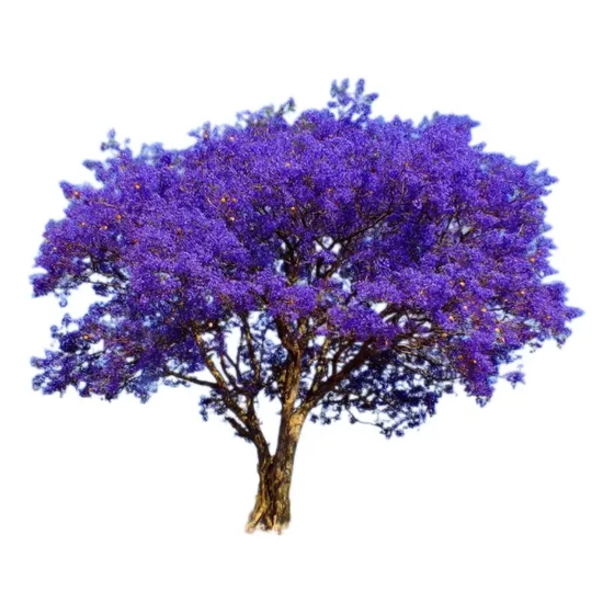 Arbol Jacarandá, Palisandro, Tarco 20lts