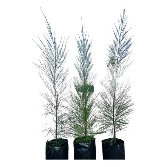 Sobre Para Sembrar 50 Plantas De Casuarinas Cortina Natural