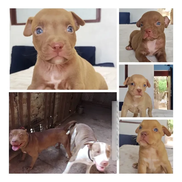 Cachorros Pitbulll