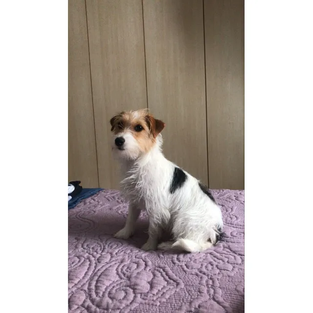 Cachorros Jack Russell Pelo De Alambre Perros Medellín Cali